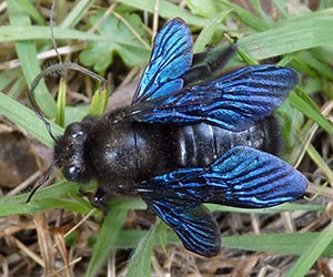 Violet Carpenter Bee - Xylocopa sp. © John Muddeman